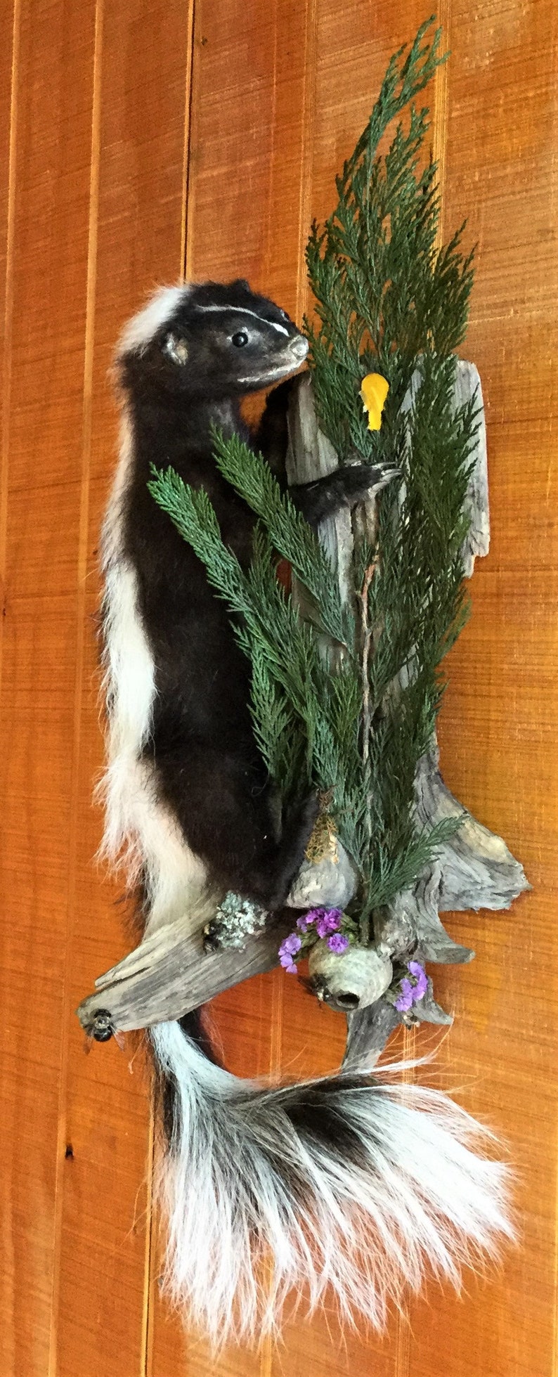 Z Taxidermy Hanging Skunk Mount Display butterfly bees collectible specimen mount specimen Bees Curiosity Oddity Oddities home decor
