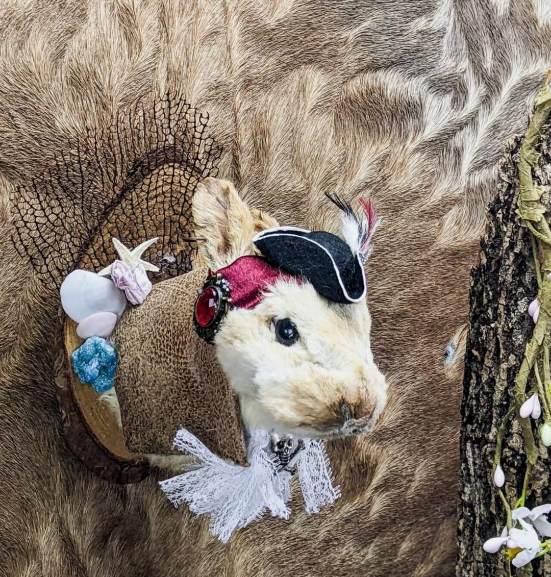 Pirate Bunny Rabbit Head Mount Taxidermy Curiosities Oddities Décor ...