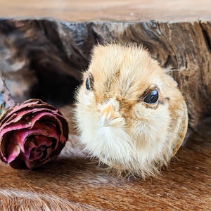 May include: A taxidermied bird with tan and white feathers, black eyes, and a small beak. A dried, dark pink rose is to the left of the bird. The background is a piece of wood and a brown surface.
