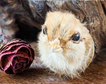 Chick Magnet Taxidermy Head Mount Refrigerator Oddities Curiosities chicken preserved specimen cottagecore whimsical victorian decor gift