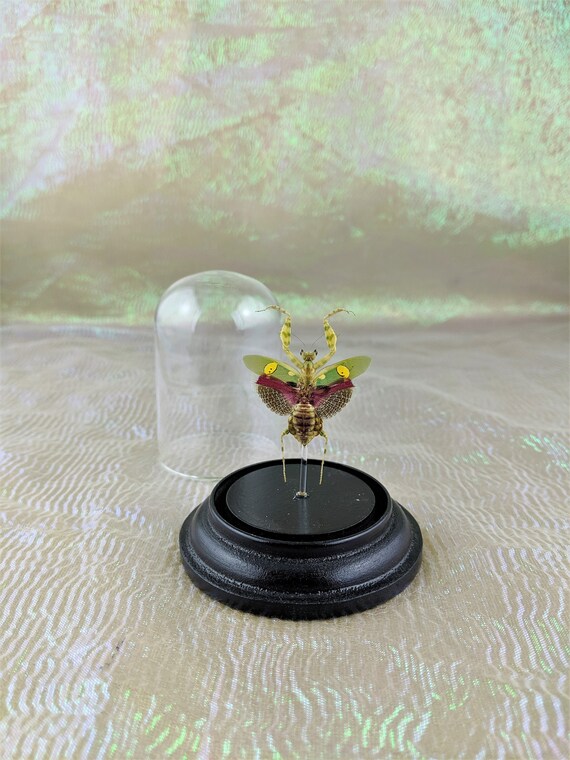 G79 Entomology Taxidermy Jeweled Flower Mantis Male Spread dome display specimen