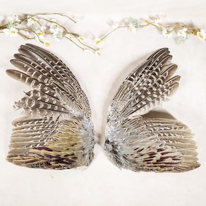 May include: Two decorative bird wings, featuring a mix of brown, gray, and white feathers. The wings are arranged symmetrically, showcasing their natural patterns and textures. Delicate white flowers are placed in the background.