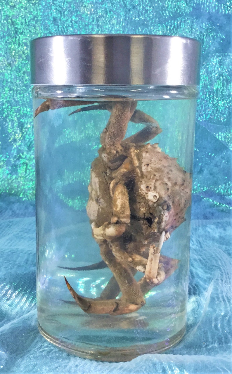wet specimen collectible specimen jar display oddity curiosity cabinet aquatic Crab #1 Large Toad Crab specimen Wet Specimen Nautical