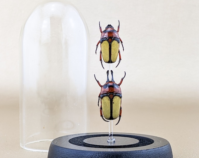 Rare Beetle Female Male Glass Dome Display Entomology Taxidermy Oddities Curiosities Collectible Preserved Specimen Double Insect Bugs