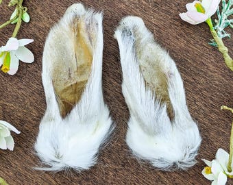 Bunny Rabbit Ears Pair 3 1/2" Taxidermy Oddity Curiosity craft crafting specimen preserved collectible bunny parts curio cabinet educational