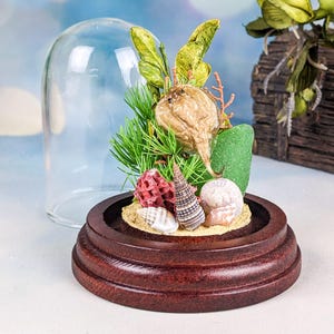 Torpedo fish Real Taxidermy Glass dome display Nautical beach curiosities oddities Educational preserved specimen collectible decor gift