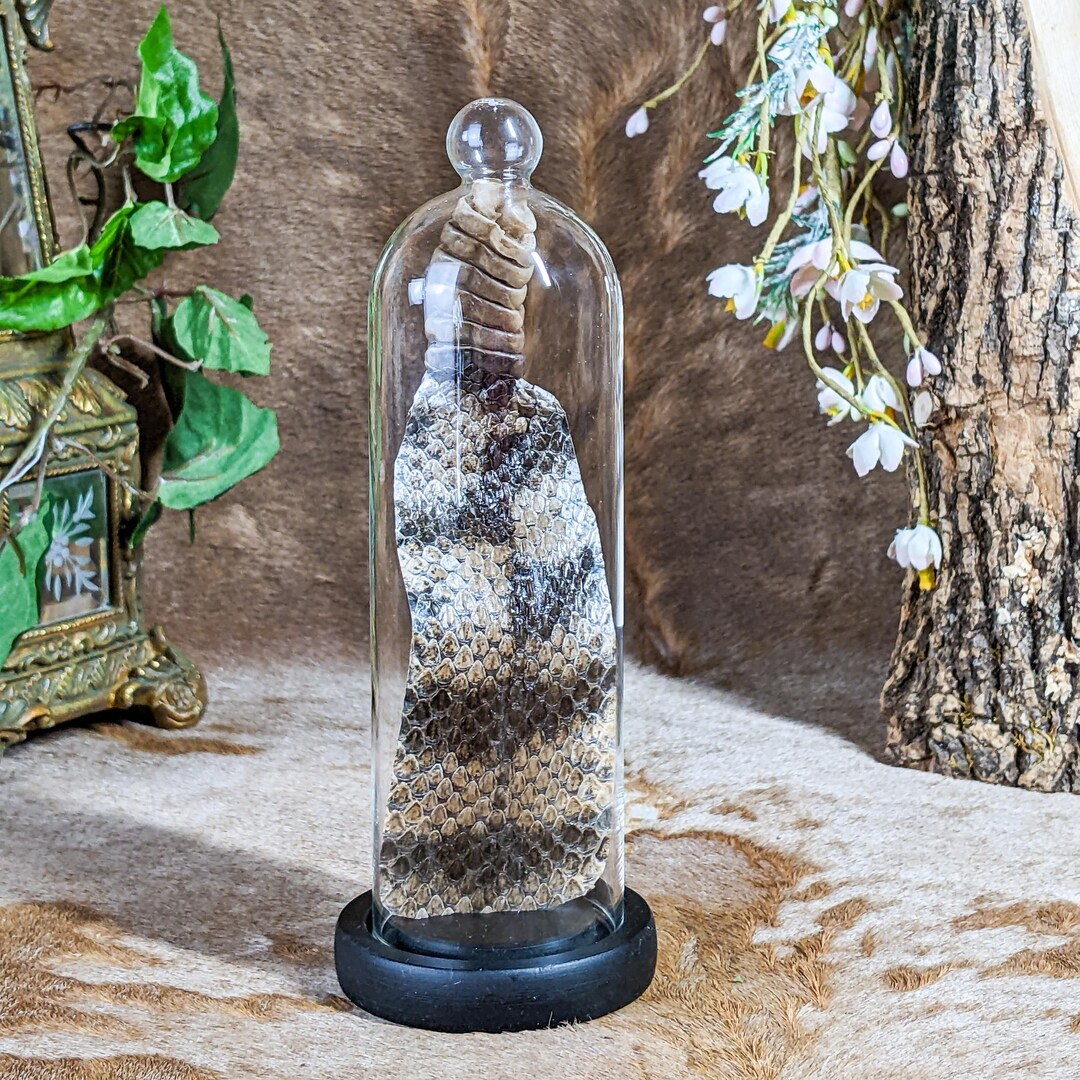 Rattlesnake Tail 8 Button Glass Dome Display Taxidermy Oddities ...