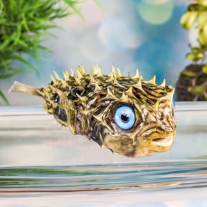 Puffer fish specimen aquarium collectible nautical educational curio cabinet decor oceanology marine biology life ocean craft sealife decor
