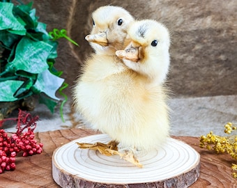 Two Headed Duck Duckling standing on wood Oddities Curiosities collectible decor preserved specimen Macabre Anomaly Mount gift