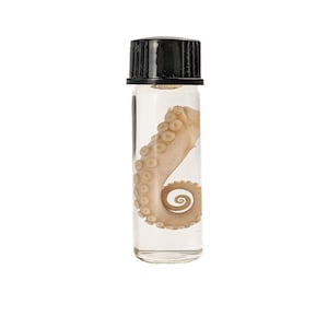 May include: A clear glass vial with a black cap, containing a preserved octopus tentacle. The tentacle is a light beige color, with visible suckers and a curled end. The vial is set against a white background.