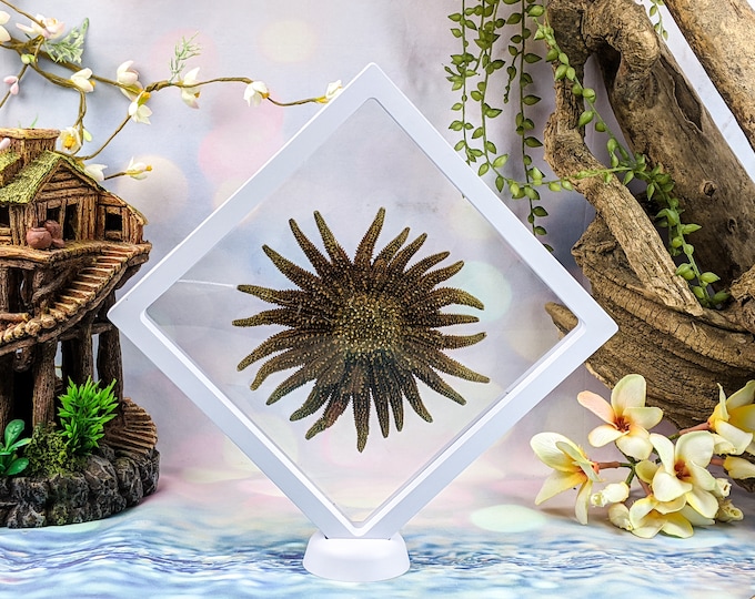 Y50b Taxidermy Multileg Beautiful 5+" Sunflower Starfish floating Nautical Display Collectible Specimen Decor Educational Preserved