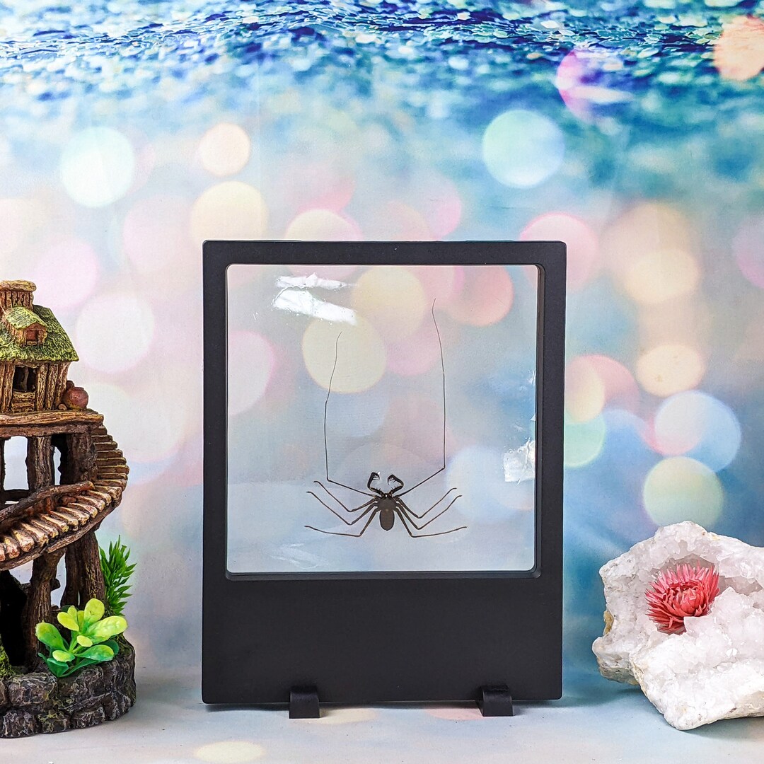 N33g Javan Cave Spider Floating Frame Entomology Taxidermy - Etsy