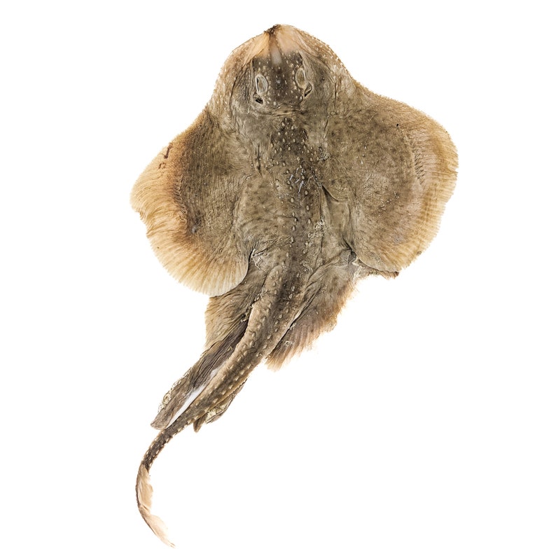 Skate 9 HUGE 17 Wet Specimen Clearnose Skate Fish Etsy