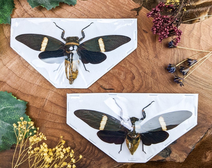 2 Tosena melanoptera Cicada Male & Female Spread Specimen Locust crafts Curiosities Insect locust Curiosity Educational entomology y31b (2)