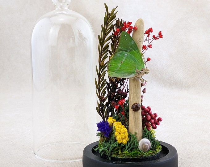 Green Charaxes Butterfly glass Dome Display Entomology Taxidermy Oddities preserved specimen lepidopterology cottagecore whimsical nature