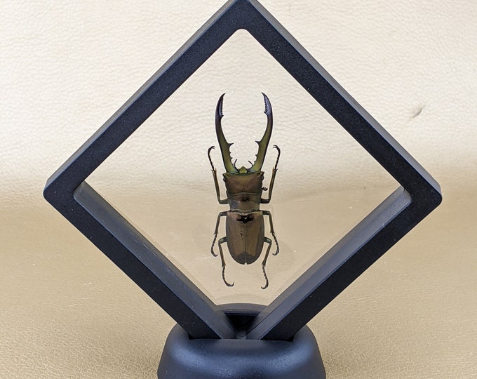 Q19d Metallic Staghorn Beetle Collectible Floating Entomology Taxidermy Decor Oddity Curiosity Educational Specimen Curiosities Oddities