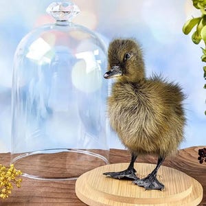 Baby Domestic Duck Glass Dome Display Oddities Curiosities Khaki Campbell duckling dome CUTE Curiosity Cabinet Decor Preserved Specimen