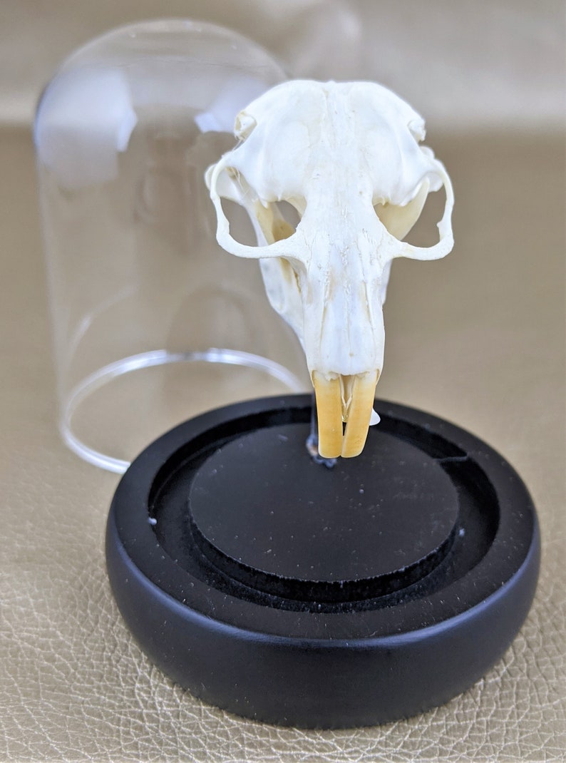 Y28 Taxidermy Real Pocket Gopher Skull Glass Dome Display Etsy