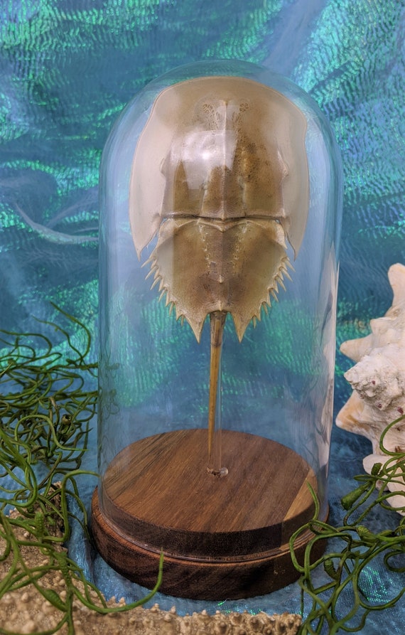 Details about   W79d Taxidermy Horseshoe Crab Collectible Glass dome Display Specimen curiosity 