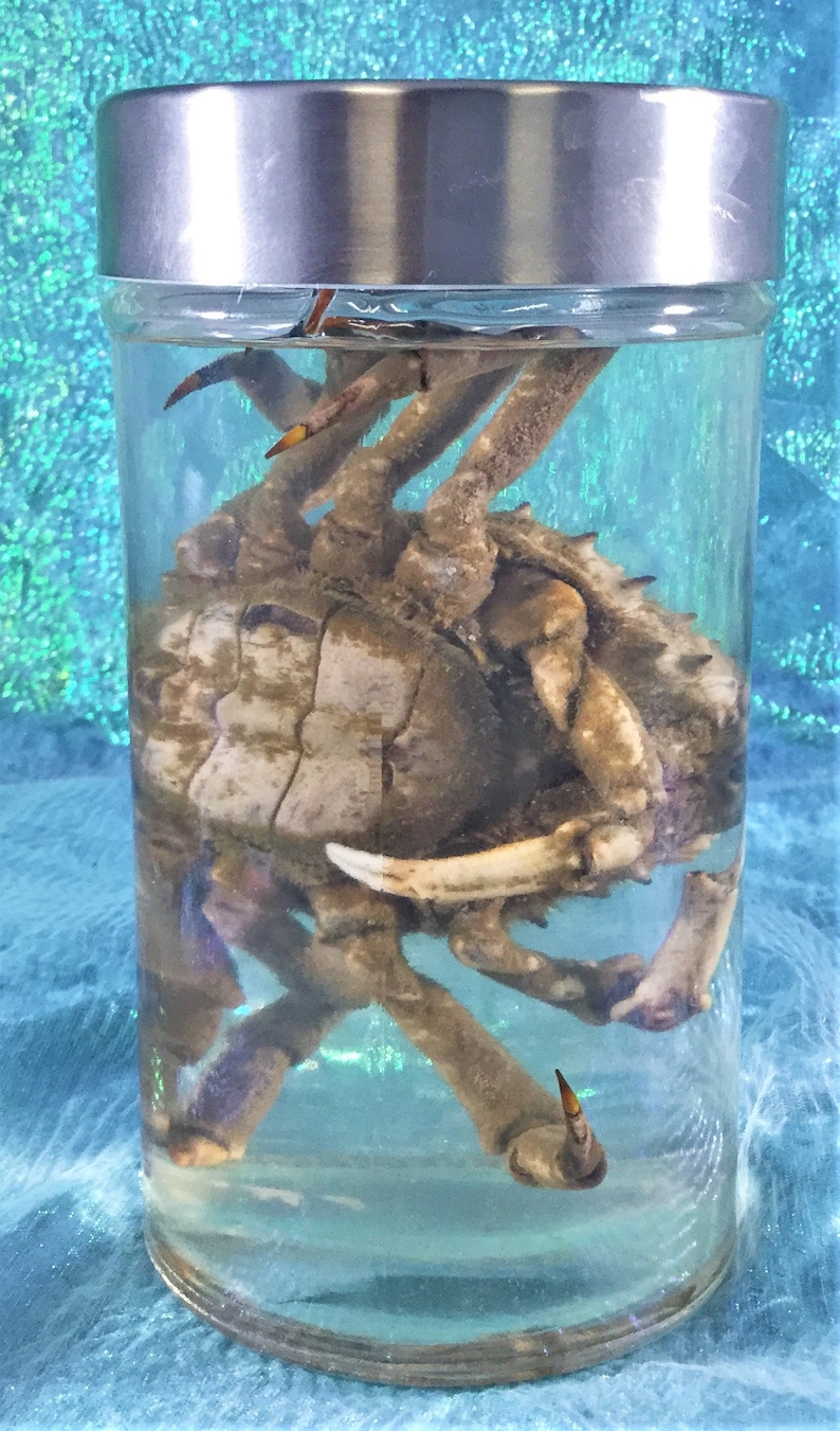 wet specimen collectible specimen jar display oddity curiosity cabinet aquatic Crab #1 Large Toad Crab specimen Wet Specimen Nautical