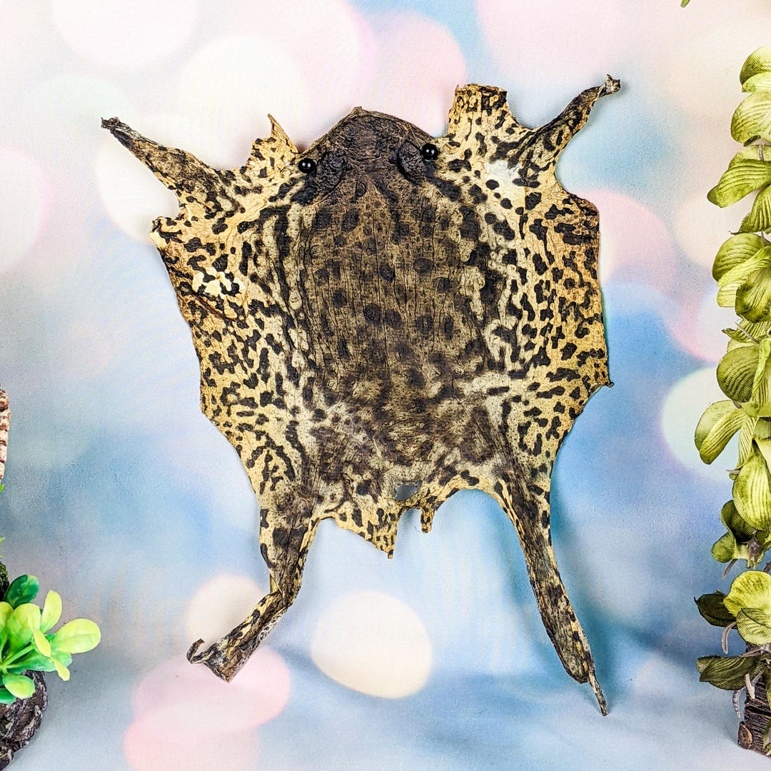 Real Frog Skin Piece Crafts Display Pelt Taxidermy Oddities Curiosities ...