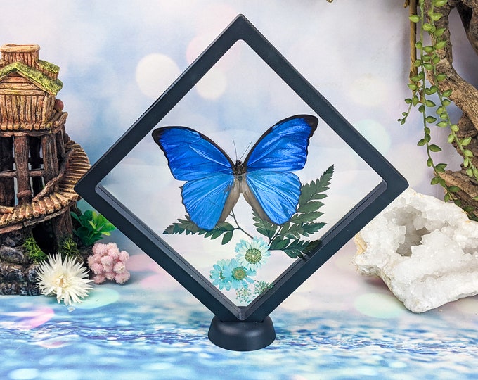 Morpho adonis butterfly display Entomology Taxidermy Curiosities Oddities Victorian preserved specimen collectible Decor Educational