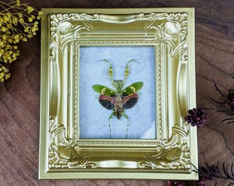 Jeweled Flower Mantis framed Refrigerator or locker Magnetic Oddity display collectible insect specimen Curiosity Cabinet bug gift