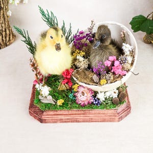 Cayuga & Long Island ducks Displayed in Ostrich Egg w/nest Oddities Curiosities Collectible Preserved Specimen Cute Fluffy collectible gift