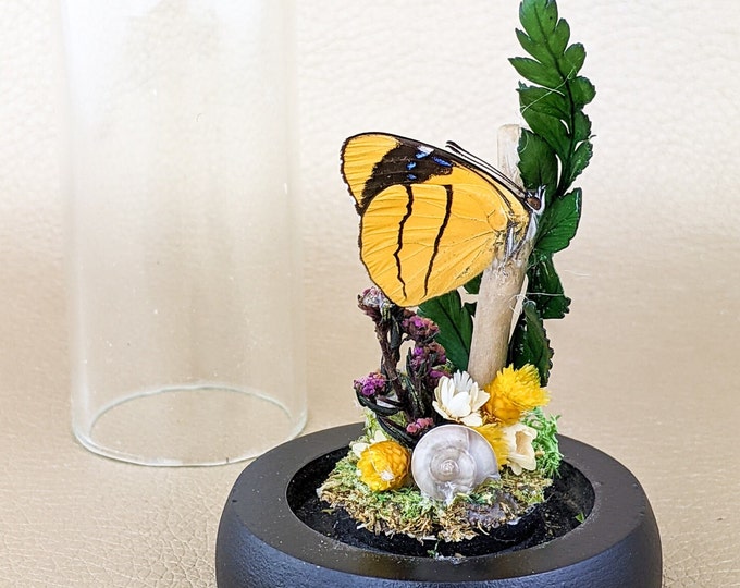 g22 Victorian Butterfly Glass Dome Display Taxidermy Entomology oddities curiosities Natural Oddity Decor Cabinet Educational