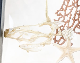 Filefish Skull Unicorn Leatherjacket Aluterus monoceros Floating Oddities educational oceanology marine nautical oddity macabre fish gift