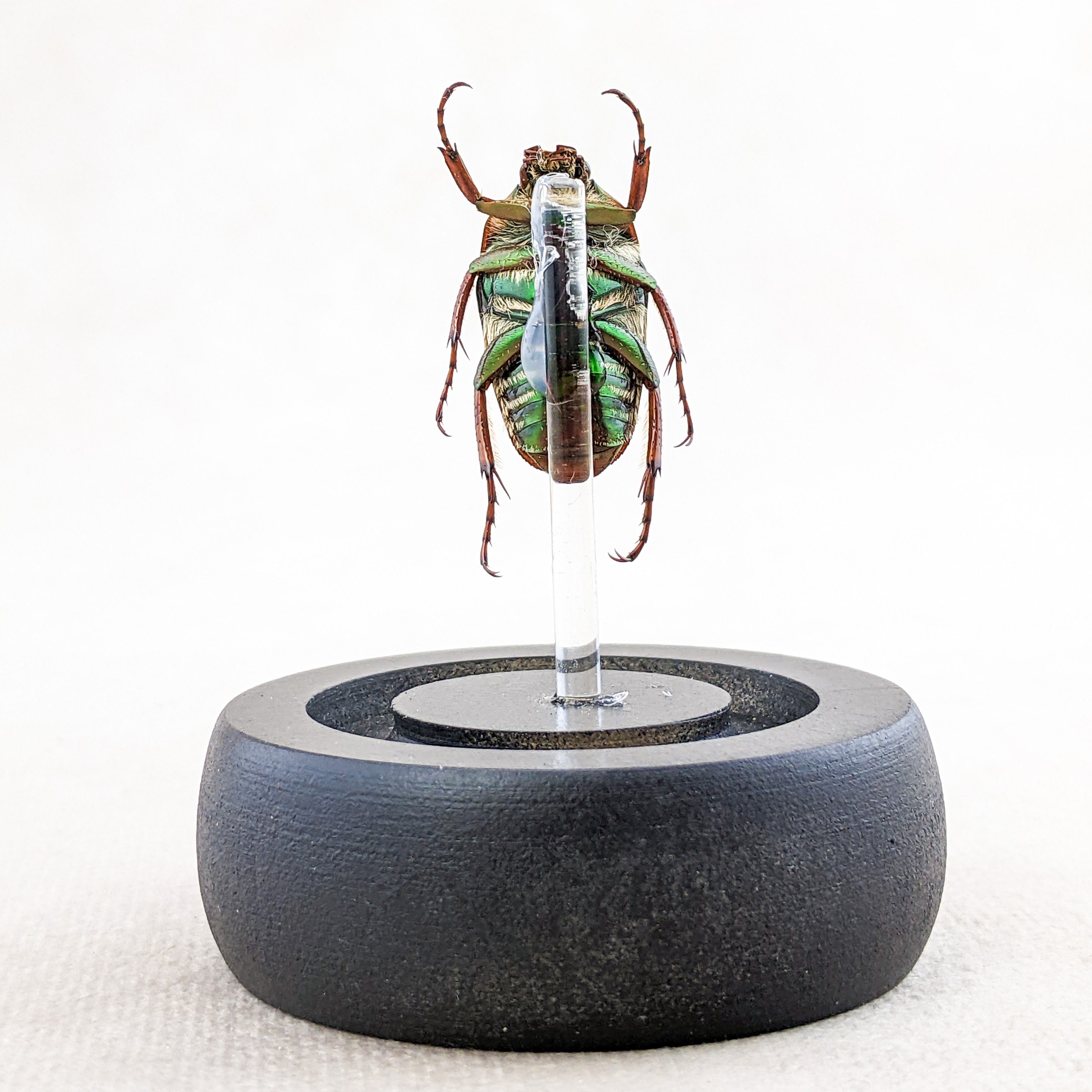 DeliciousTaylormade BeeAroundLil’BEEtle DeliciousTaylormade BeeAroundLil'BEEtle L21b Lg Flower