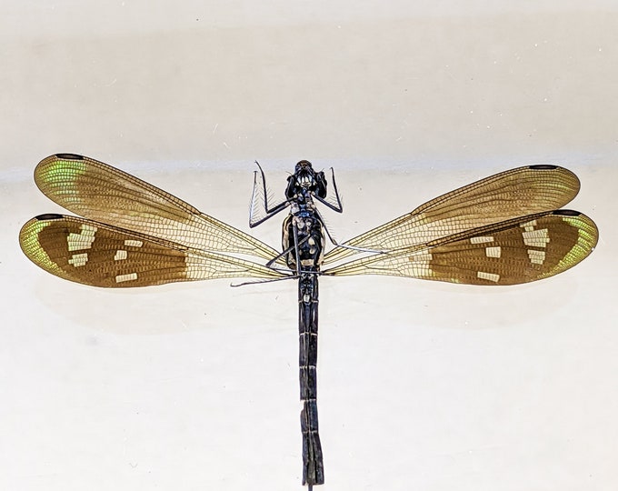 w111 (RF) Glimmering Damselfly Dragonfly iridescent Wing specimen Entomology Taxidermy Floating display Preserved Specimen Educational bugs