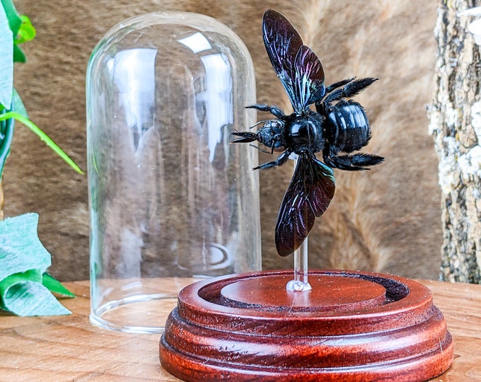 Tropical Carpenter Bee Glass Dome Display Entomology Taxidermy Iridescent specimen collectible decor Educational curiosities oddities