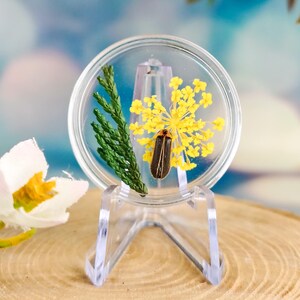 May include: A circular clear resin display piece containing a preserved firefly, a bright yellow yarrow flower, and a green cedar sprig. The resin disc is mounted on a transparent acrylic stand, showcasing the botanical and insect specimens inside.