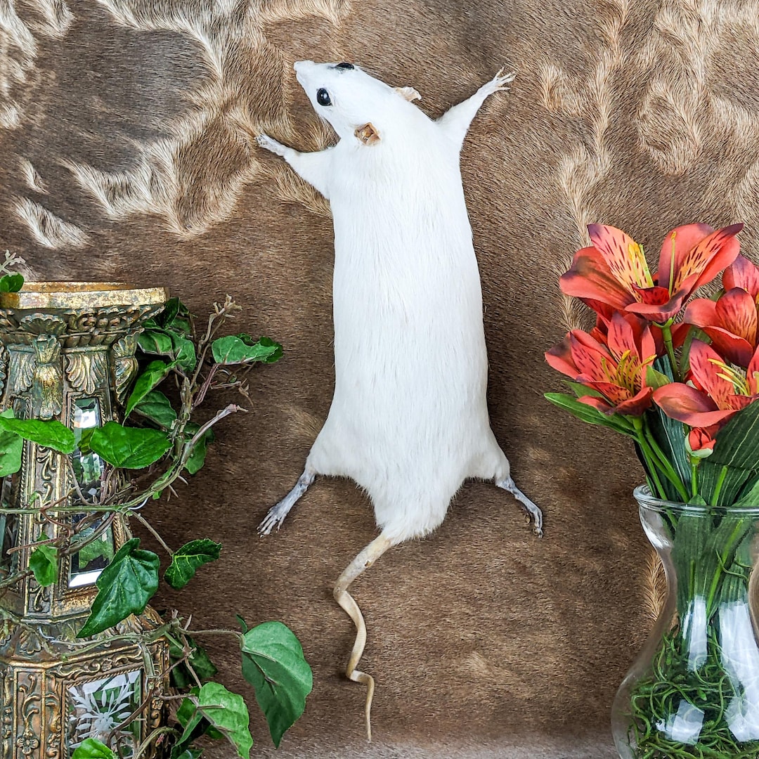 Rat Wall Climbing Taxidermy Curiosity Oddity Domestic Decor Collectible ...