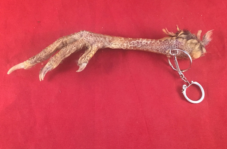 Q1 Taxidermy Chicken Foot Key Chain talisman voodoo pirate costume farmer collectible specimen