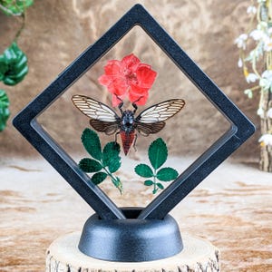 May include: A framed insect display featuring a cicada with open wings, a red flower, and green leaves. The black frame is diamond-shaped and sits on a black base, mounted on a wooden slice.