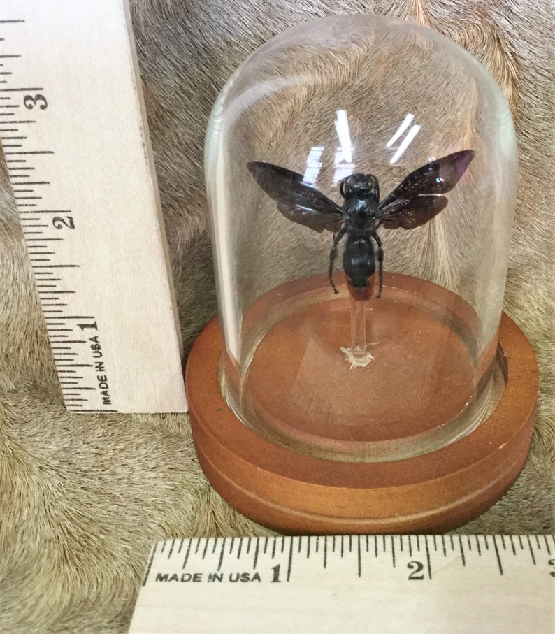 y45 Entomology Iridescent Scoliid Wasp Megascolia azurea Male Glass Dome Display collectible specimen insect