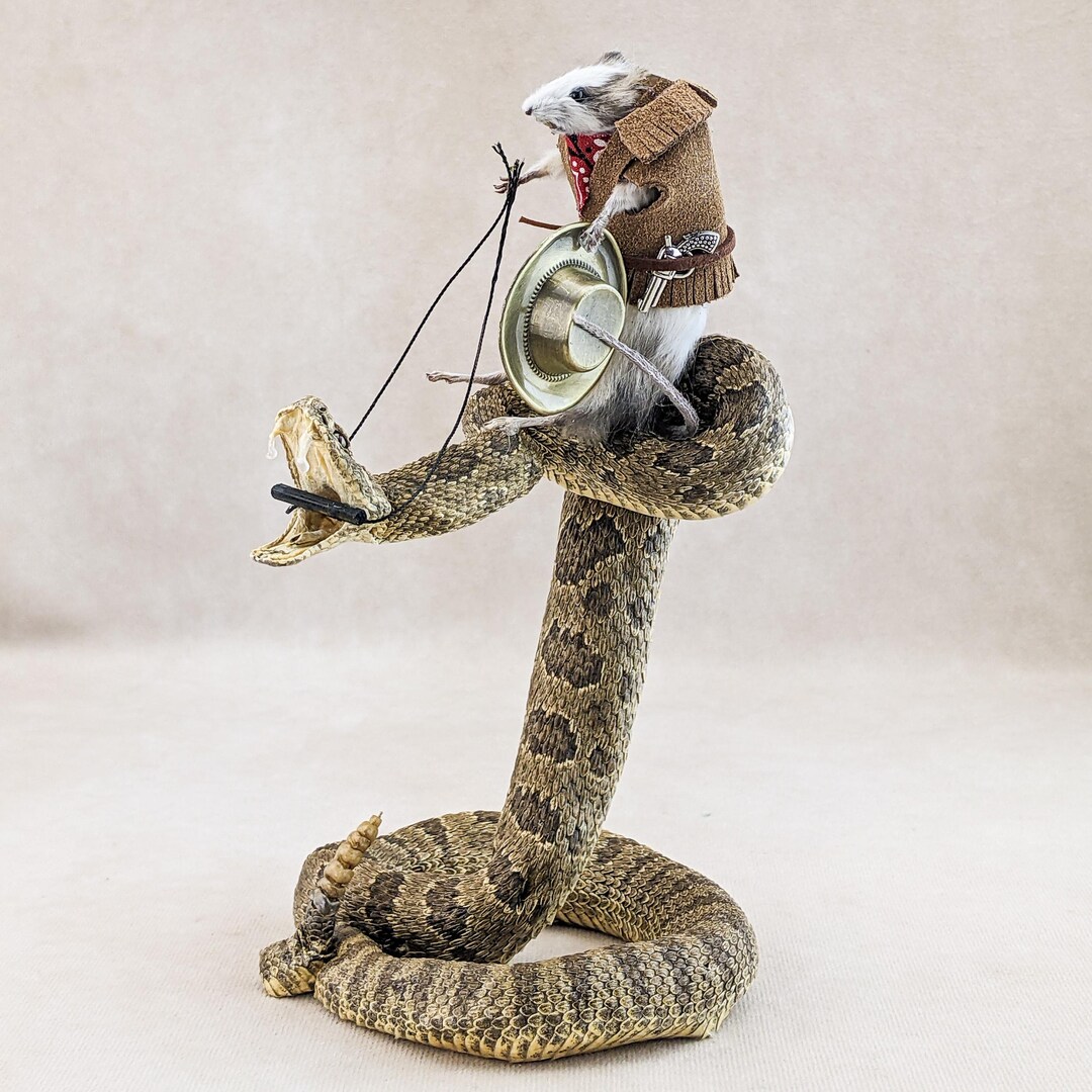 Real Mouse Real Rattlesnake Cowboy Round-up Taxidermy Curiosity Decor ...