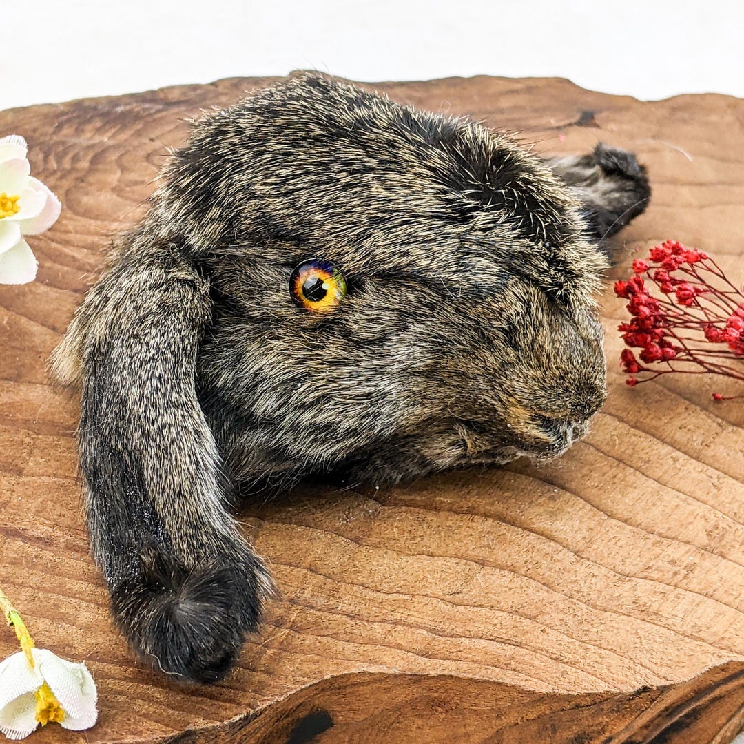 Make Rabbit Specimen Bunny Rabbit Head Lop-eared for Crafts Preserved Specimen Taxidermy ...