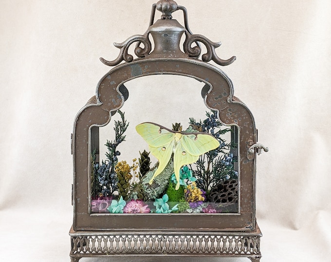 Luna Moth Lantern Entomology Taxidermy Oddities Curiosities Display preserved whimsical gifts cottagecore victorian Lepidopterology insect