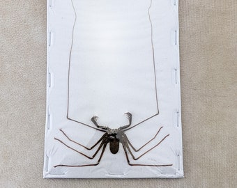 j30d  Whip Scorpion Spider Hypocnoctus R Entomology Oddity Curiosities preserved specimen educational display dark interiors bug collector