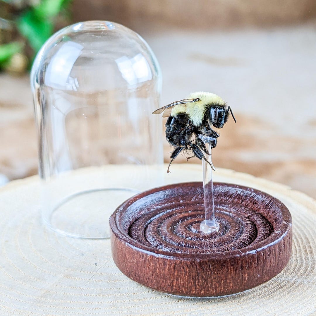 Bumble Bee Glass Dome Display Oddities Curiosities Display Gift Bug ...