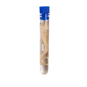 May include: A clear glass vial with a blue cap, containing a preserved octopus tentacle. The tentacle is a light beige color and is curled inside the vial. The vial is filled with a clear liquid.
