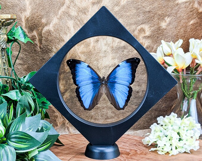 Morpho Butterfly floating display specimen Entomology Taxidermy Oddities bug collector lepidopterology flying insect preserved curio cabinet
