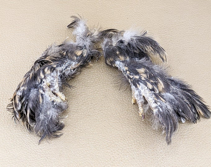 Two Chicken Feet w/ Feathers Taxidermy dark  Curiosities oddities talisman pirate props crafts costume voodoo witchy home decor specimen