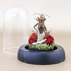 May include: A preserved insect display under a glass dome. The insect is brown and tan, mounted on a piece of wood with red flowers and green moss. The base is black.