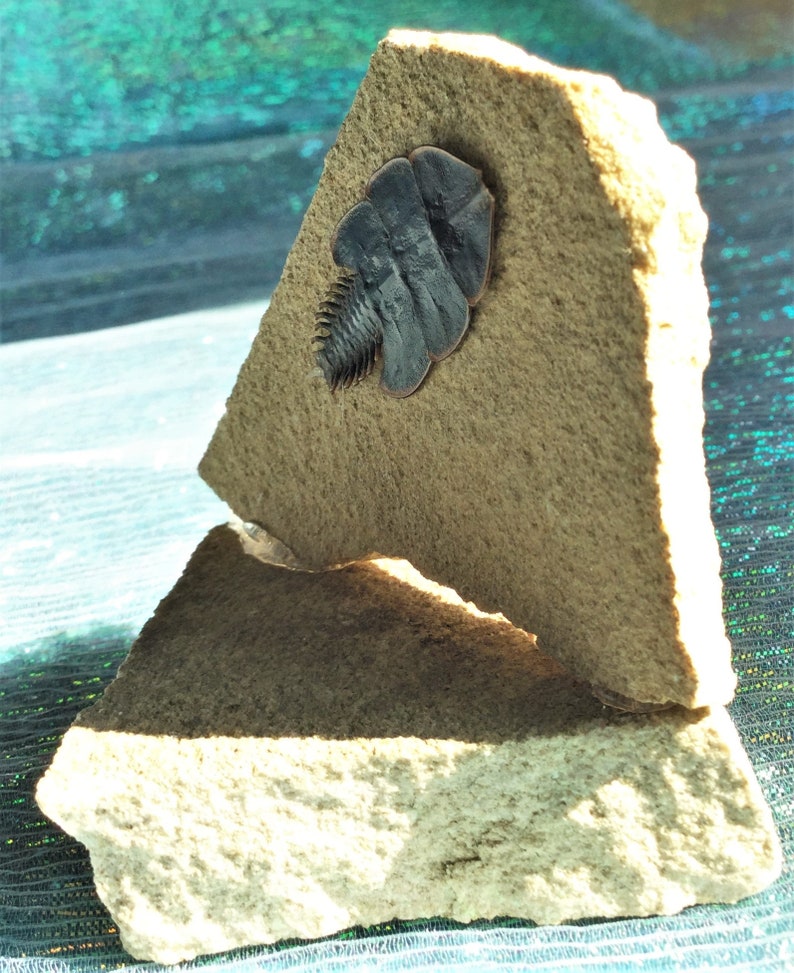 J33 Entomology Taxidermy Duliticola living fossil Beetle specimen Rock display