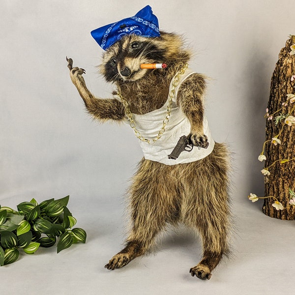 BR35 Raccoon Thug  Oddities Curiosities Decor Stand Anthropomorphic Taxidermy Flipping Off Preserved Specimen Cabin Decor Funny Taxidermy