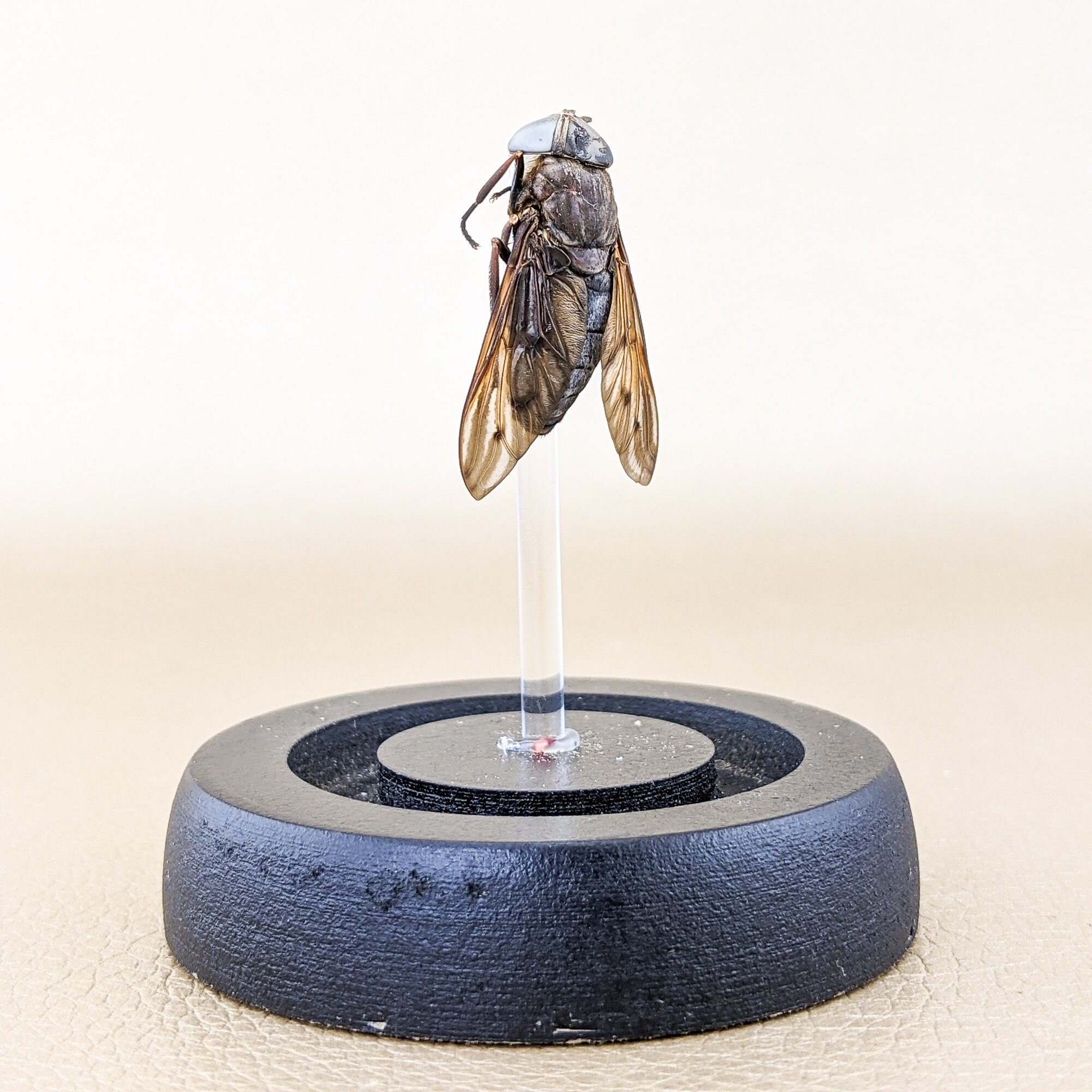 Details about   c "Hello Mc Fly!" Fly specimen in glass dome display Taxidermy insect entomology 